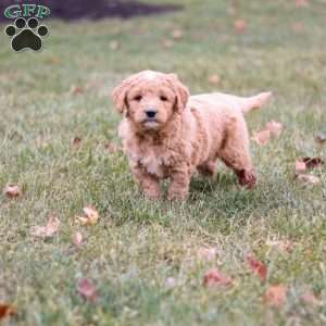 Rudolph, Goldendoodle Puppy